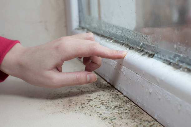 Best Water Damage & Mold Remediation  in Three Rivers, MI